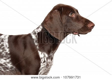 German Shorthaired Pointer