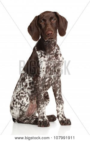 German Shorthaired Pointer