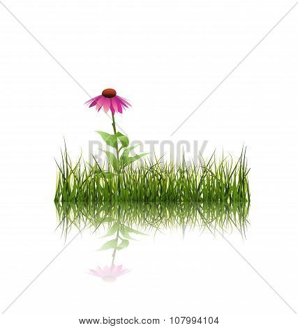 Vector Illustration Green Grass And Echinacea Flower