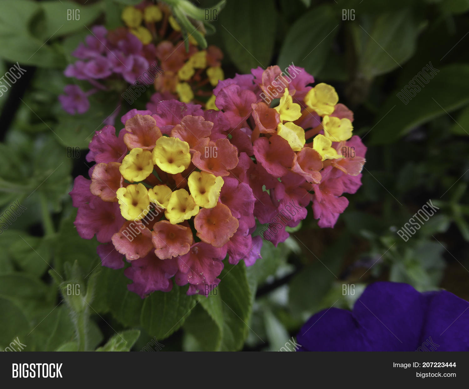 Lantana Verbena Flower Image & Photo (Free Trial) | Bigstock
