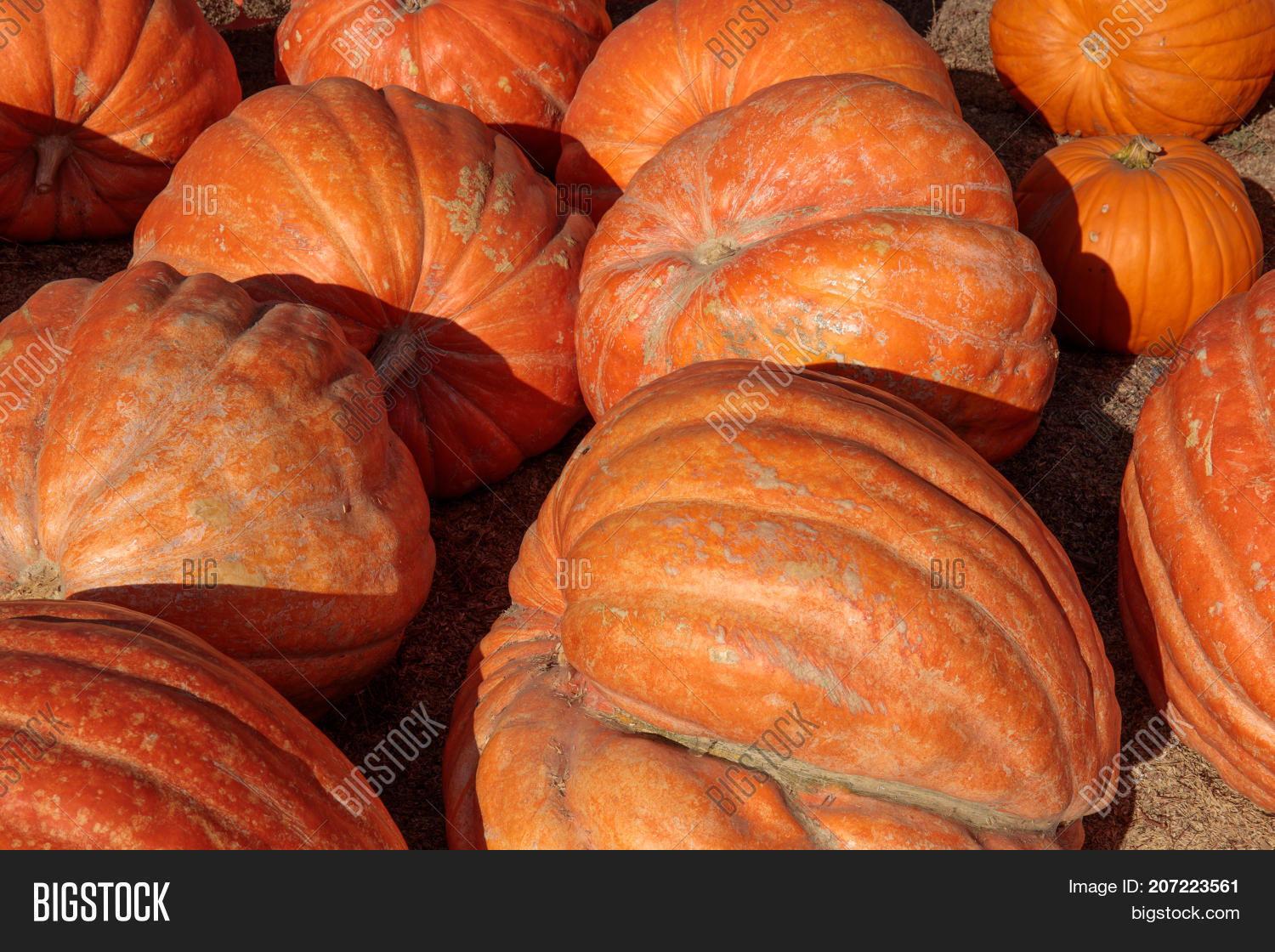Jumbo Pumpkins Sale Image & Photo (Free Trial) Bigstock