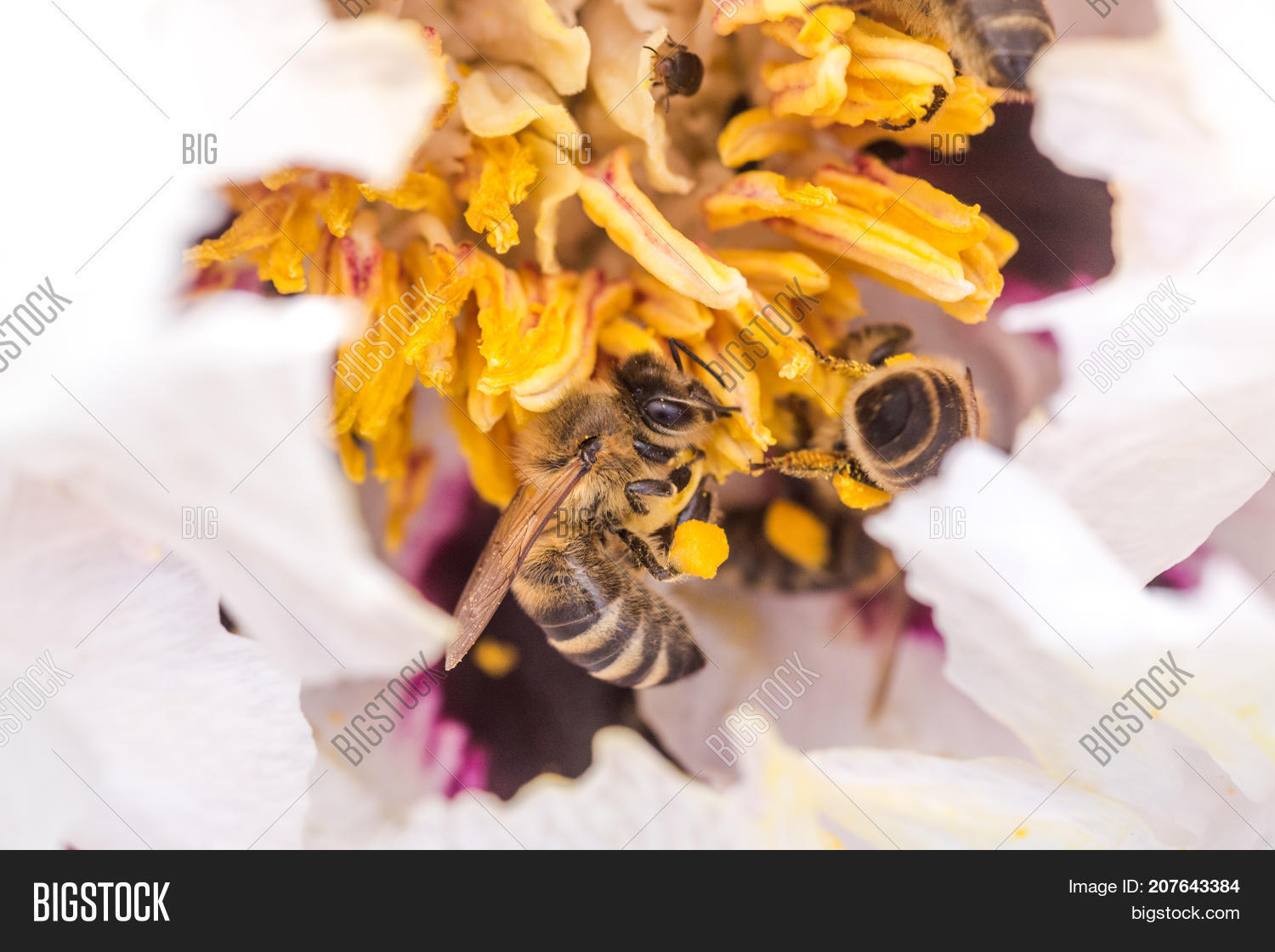 Bees Collect Pollen Image & Photo (Free Trial) Bigstock