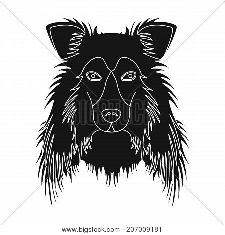 Dog, Collie breed, Scottish Shepherd. Muzzle Collie single icon in black style vector symbol stock illustration .
