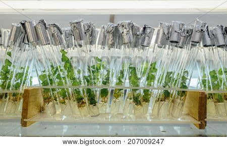 Microplants of cloned Karelian birch in test tubes with nutrient medium. Micropropagation technology in vitro