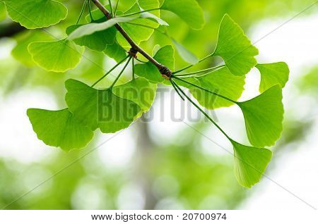 Gingko Biloba ağacı yaprakları