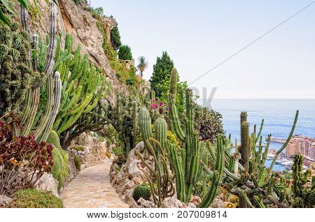 Cacti and other succulents on the cliff side of the Jardin Exotique overlooking the Mediterranean Sea - Monaco