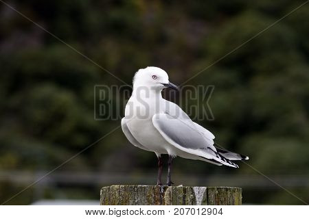 Seagull standing still on a post as the wind ruffles his feathers.