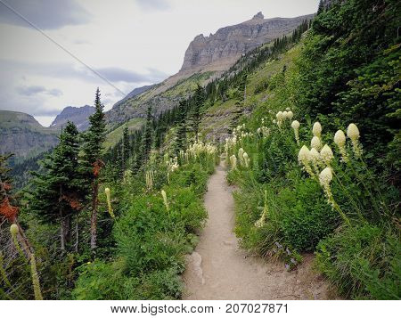 Beargrass (Xerophyllum tenax) white flower on Highline Trail at Logan Pass on the Going to the Sun Road in Glacier National Park USA
