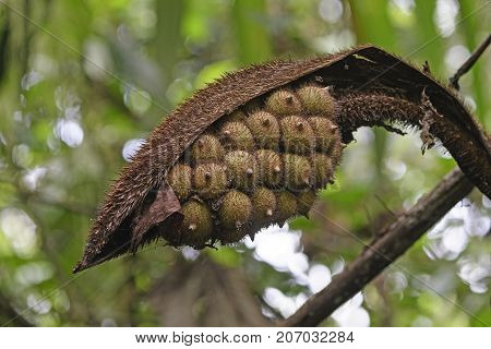 Seed Pod in the Cloud Forest in the Mistico Arenal Cloud Forest in Costa Rica