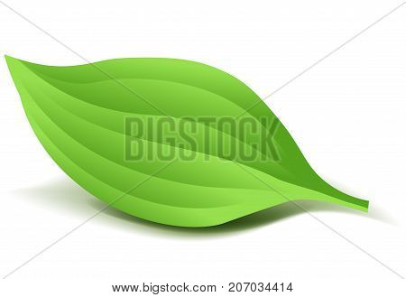 Realistic Green Leaf. Vector Illustration isolated on white