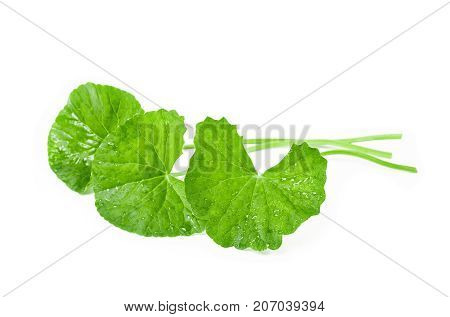 Fresh Centella asiatica Asiatic Pennywort leaf isolated on white background.