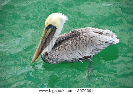 Florida Pelican plavání