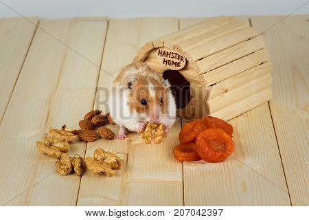 A hamster close-up eats a walnut from his wooden house.