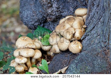 Group of puffball mushroom growing on a tree