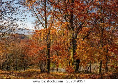 Forest With Red Foliage On Sunny Day