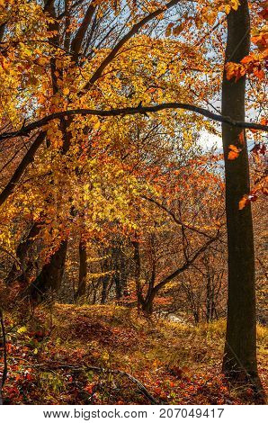 Forest With Red Foliage On Sunny Day
