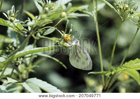 Cabbage butterfly sits on a yellow flower (Pieris brassicae)
