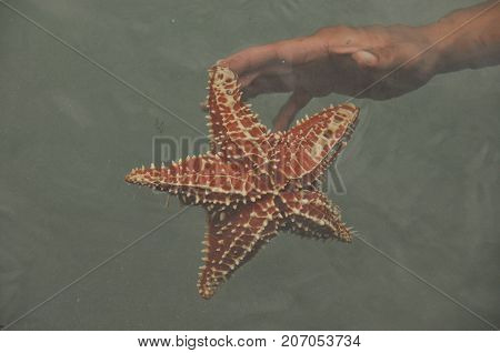 Starfish Oreaster reticulatus held in hand caught in the Bocas del Toro in the Caribbean in Panama