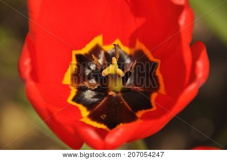 Beautifully blooming tulips. Vivid colors of flower petals.
