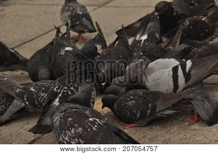 Pigeons donated to St. Mark's Square in Venice