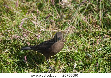 The subspecies Cinclodes antarcticus is restricted to the Falkland Islands, where it is fairly abundant on rat-free islands.