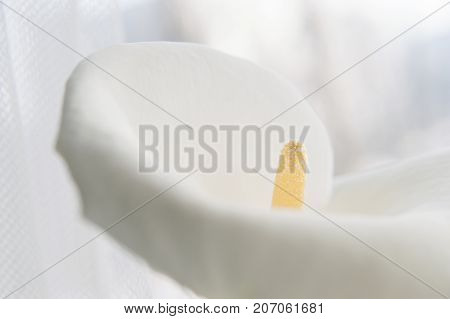 Beautiful blurred white flower Calla (disambiguation) with copyspace