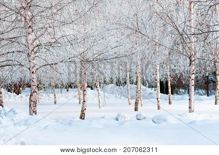 Young birches covered with snow and hoarfrost in the snowy winter park with in frosty day