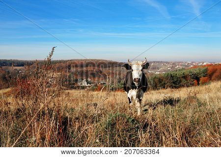 One Horned Black And White Cow Grazing On The Autumn Glade And Staring At The Camera On The Backgrou