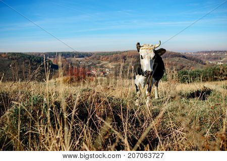 One Horned Black And White Cow Grazing On The Autumn Glade And Staring At The Camera On The Backgrou