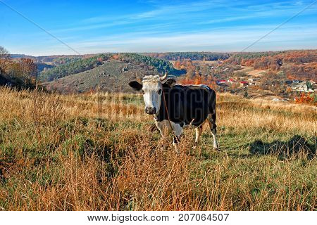 One Horned Black And White Cow In A Full Height Is Grazing On The Autumn Glade And Staring At The Ca