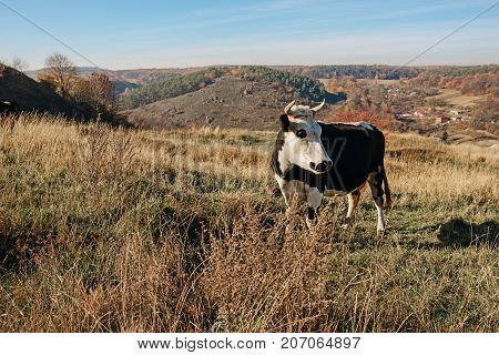 Close-up Horned Black And White Cow On The Autumn Glade Turend Head And Looking Somewhere On The Sid
