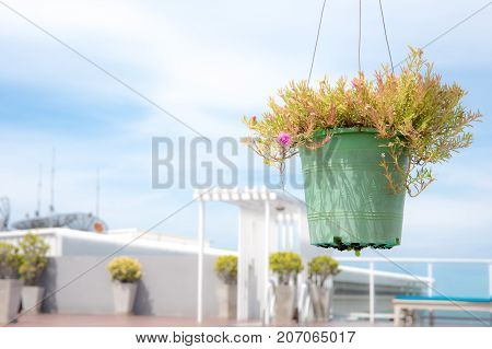 Moss Rose pink flower pot hanging and copy space on the left.
