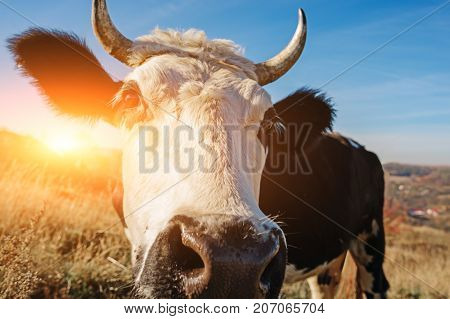 Close-up Face Of Horned Black And White Cow Outdoor. Cow Staring And At The Camera And Sniffing It