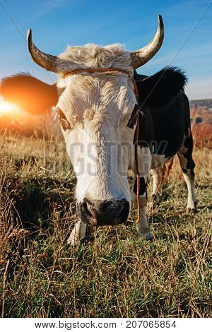 Close-up Face Of Horned Black And White Cow Outdoor. Cow Staring And At The Camera