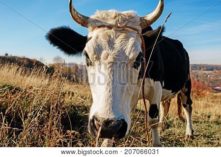 Close-up Face Of Horned Black And White Cow Outdoor. Cow Staring And At The Camera