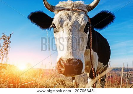 Close-up Face Of Horned Black And White Cow Outdoor. Cow Staring And At The Camera And Sniffing It
