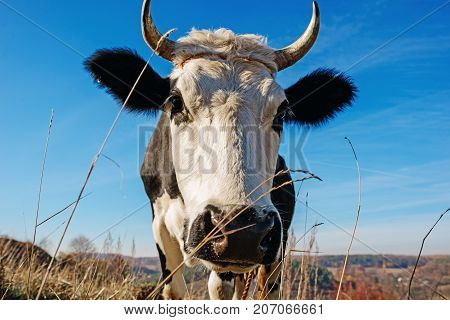 Close-up Face Of Horned Black And White Cow Outdoor. Cow Staring And At The Camera