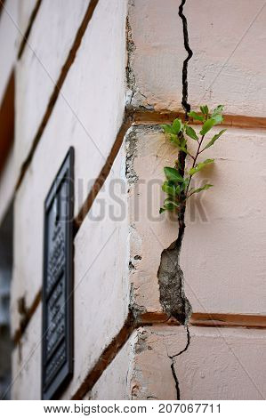 Plant grew in crack of the old building. Overcoming concept