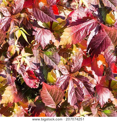 seamless red leaves of creeping maiden grapes at fall autumn. background texture.