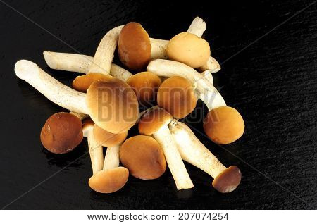 Raw pioppini mushrooms on a stone slate background