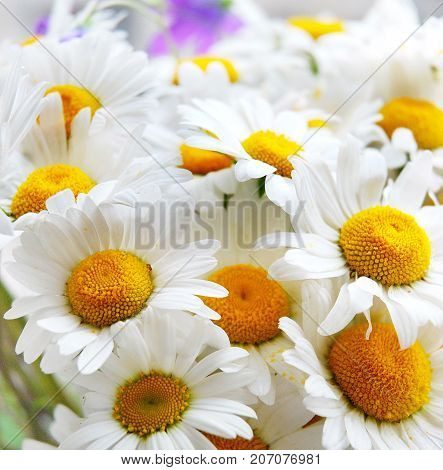 Potion, chamomile, flowers. Large photo of daisies