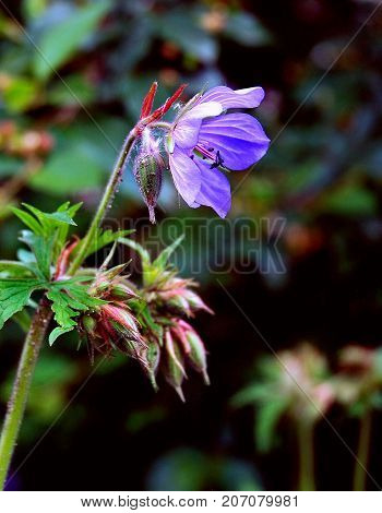 Flower bell in the wild, close-up. Lugovoi summer flower.