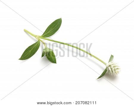 close up Gomphrena celosioides flower on white background