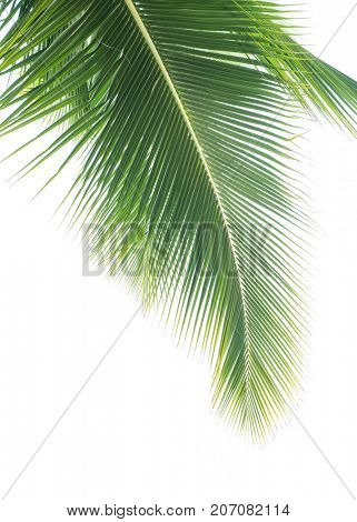 palm tree isolated on white background