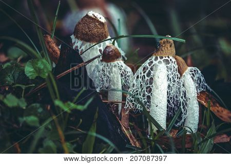 The plants thrive in the wild. Bamboo Mushroom