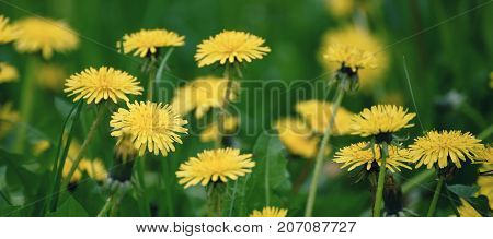Dandelion yellow flower growing on the green meadow in spring time, natoral seasonal floral background with copy space