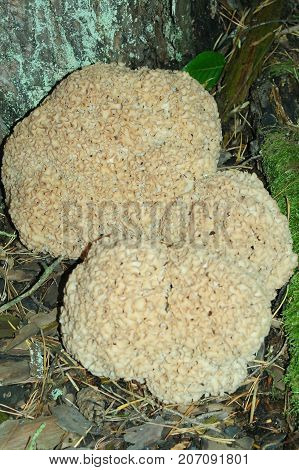 Mushroom Sparassis Crispa On An Old Stump With Moss