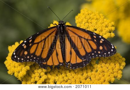 Monarch Butterfly Sitting On Yellow Flower