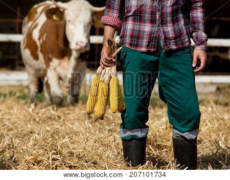 Farmer With Corn Cobs With Cow Behind Him
