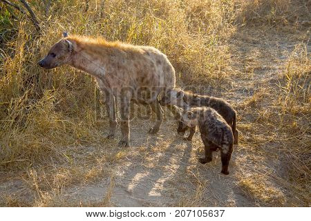 A back lit shot of a Two Spotted Hyena Cubs with Mum. T